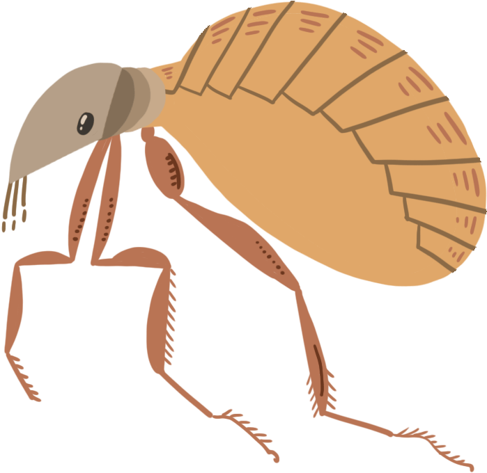 Food Poisoning Causes - Net-winged Insects (1500x1500), Png Download