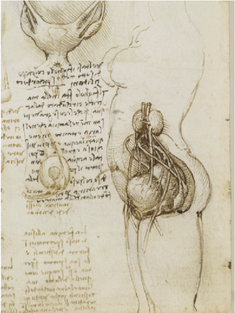 History Of Art Research Seminar - Female Reproductive System Da Vinci (1000x635), Png Download