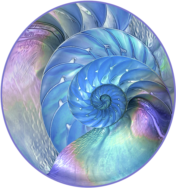 Click And Drag To Re-position The Image, If Desired - Seashell (600x646), Png Download