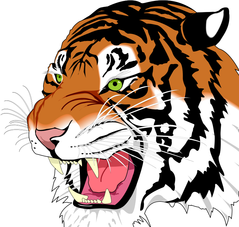 Tiger Png (800x826), Png Download