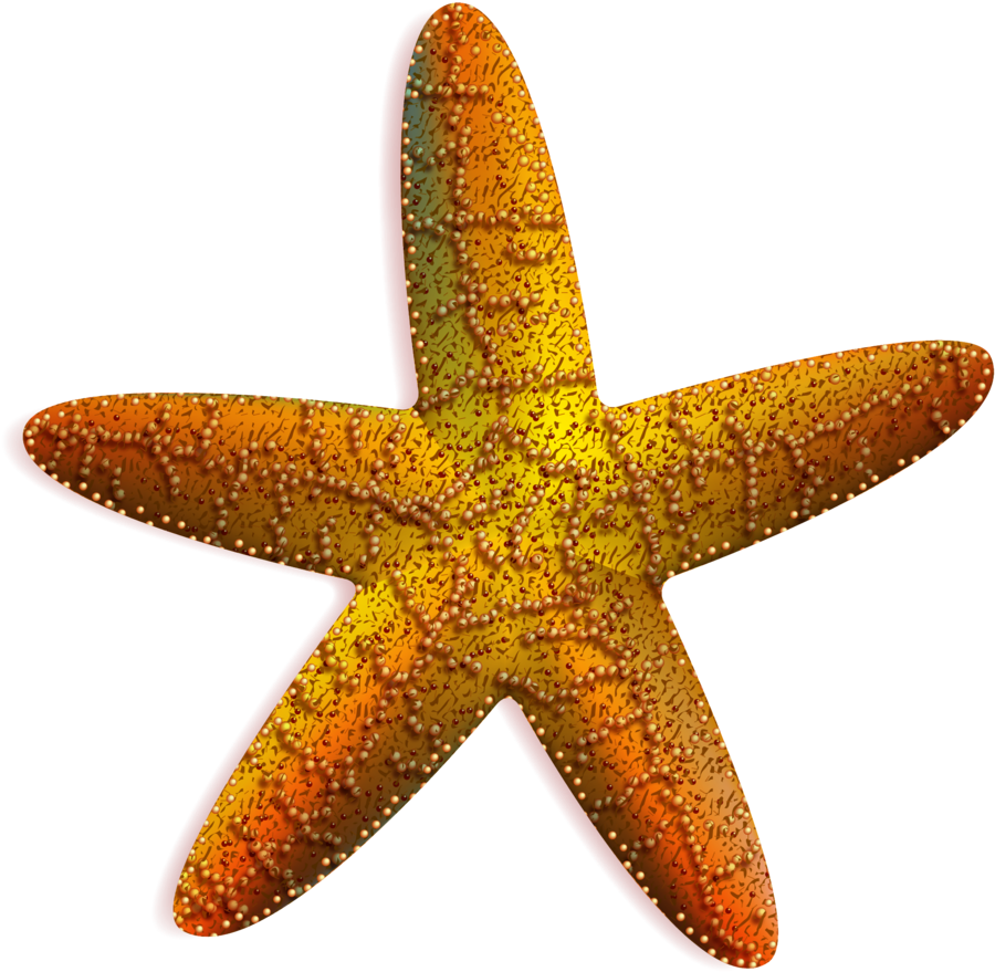 Estrella De Mar Vector Png - Estrella De Mar Png (900x887), Png Download