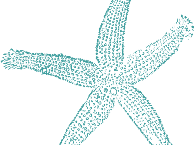 Starfish Clipart Teal - Fish Clip Art (640x480), Png Download