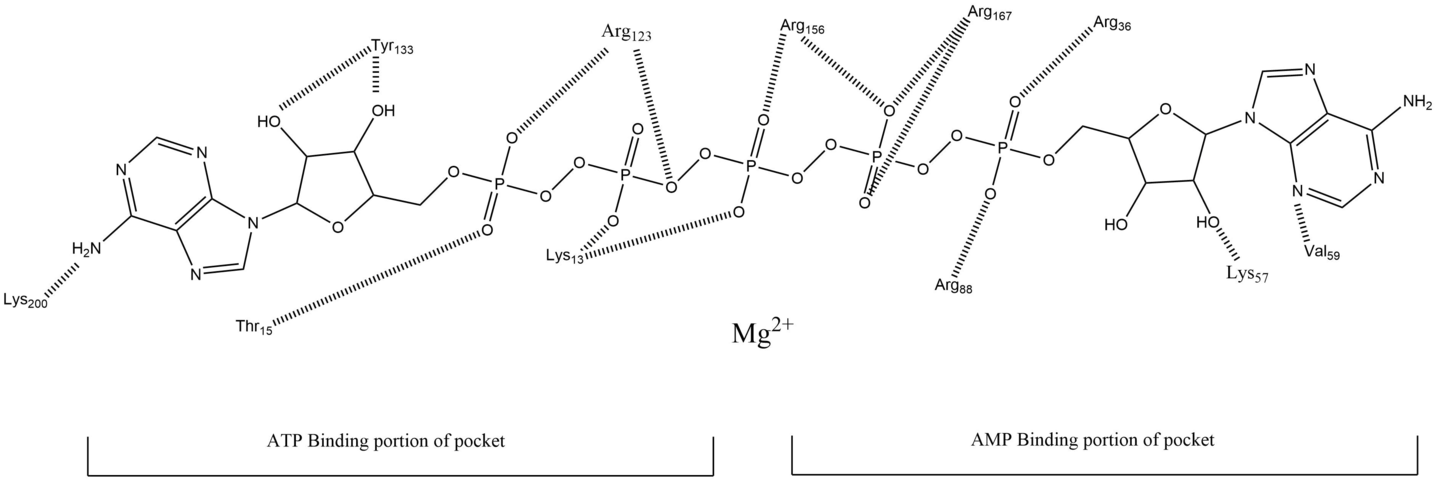 2d Structure Of The Enzyme Active Site - Diagram (1436x480), Png Download