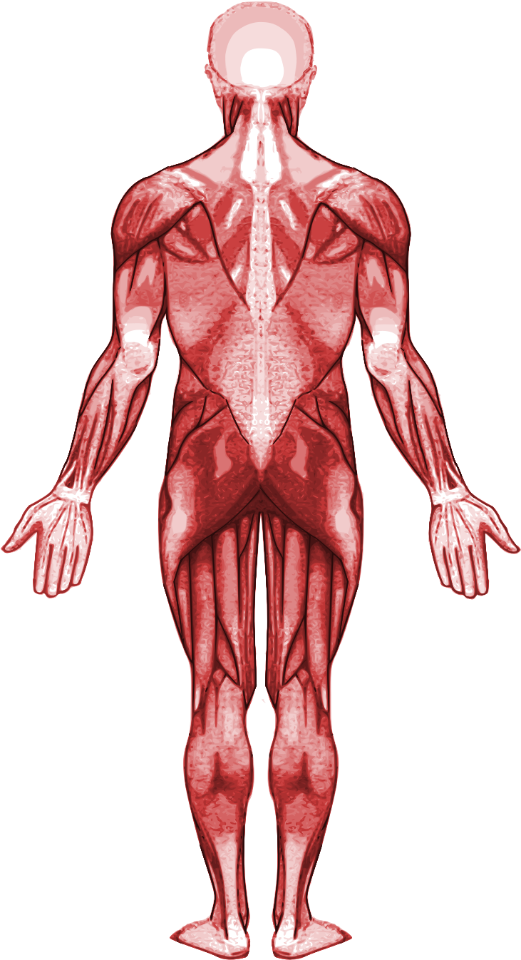 File - Muscular System-back - Svg - Parts And Function Of Muscular System (1000x1400), Png Download