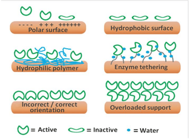 Enzyme Immobilization On Different Interfaces And Possible - Enzyme (850x466), Png Download