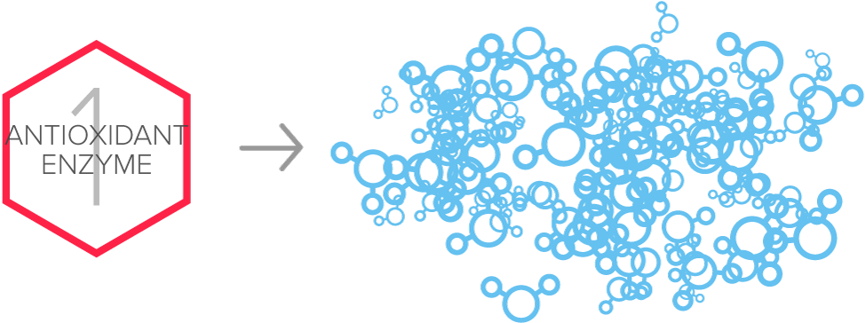 Antioxidant-enzyme - Antioxidant (1100x413), Png Download