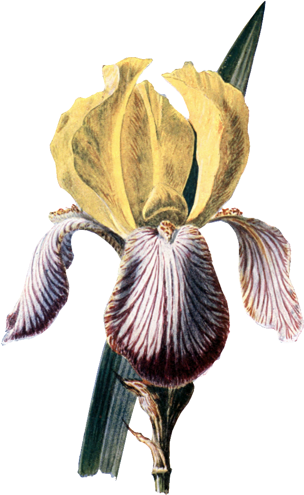 Este Diseño De Producto Es Beautiful Hd Gorgeous Vintage - Familiar Garden Flowers 1907 Iris Poster Print (1024x1280), Png Download