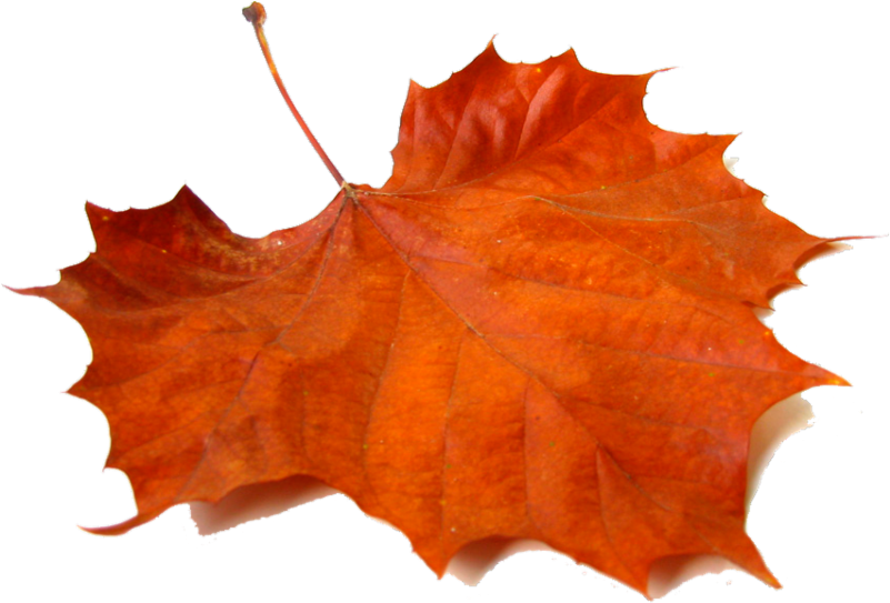 Sebastopol Center For The Arts - Term: A Word For The Campus (800x553), Png Download