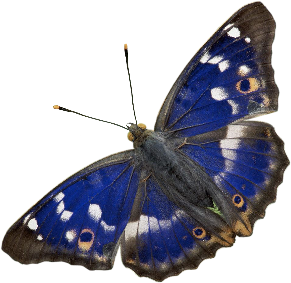 Liked Like Share - Purple Emperor Butterfly Png (970x950), Png Download