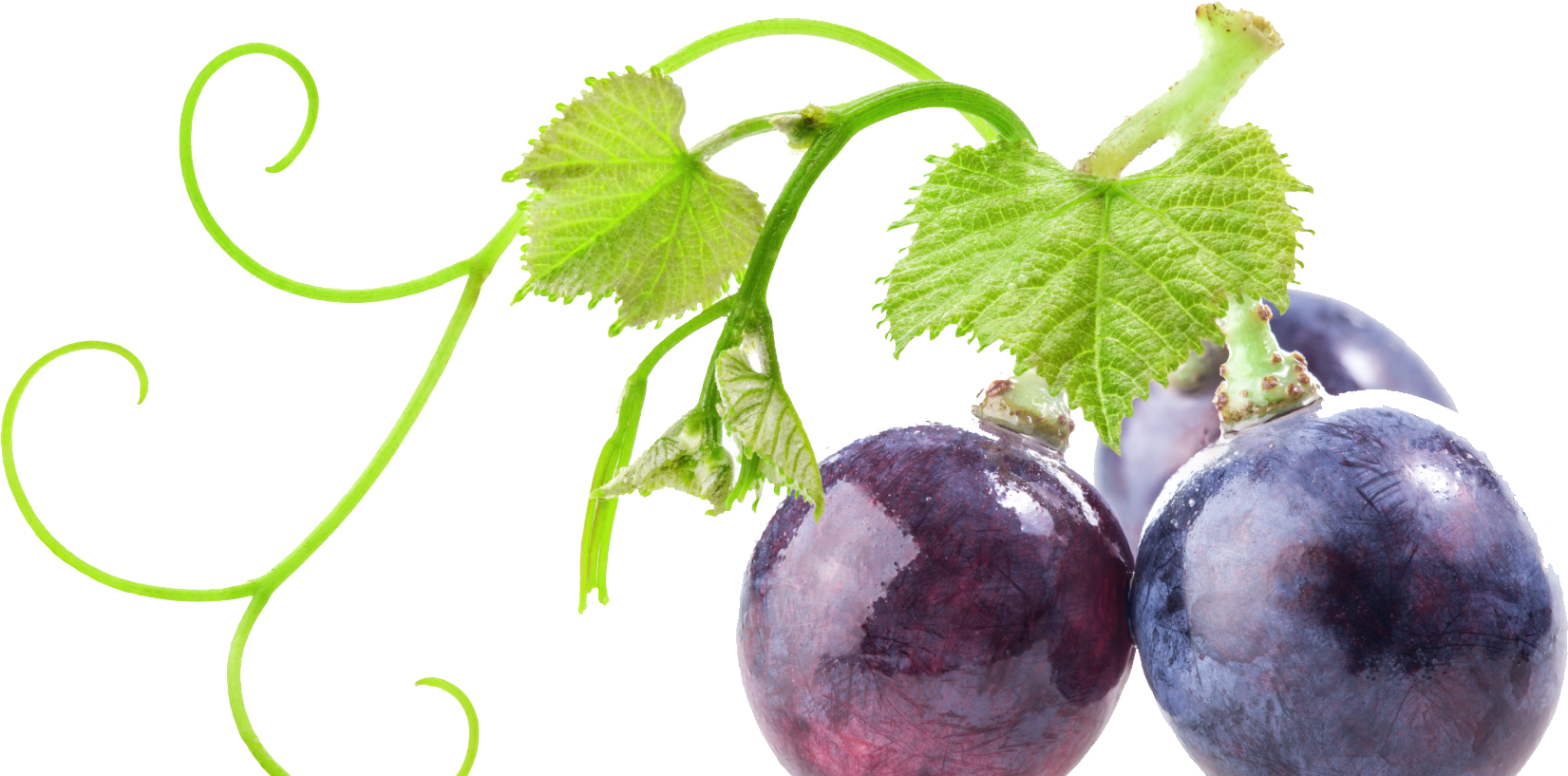 Videira - Ramo De Videira Png (1651x817), Png Download