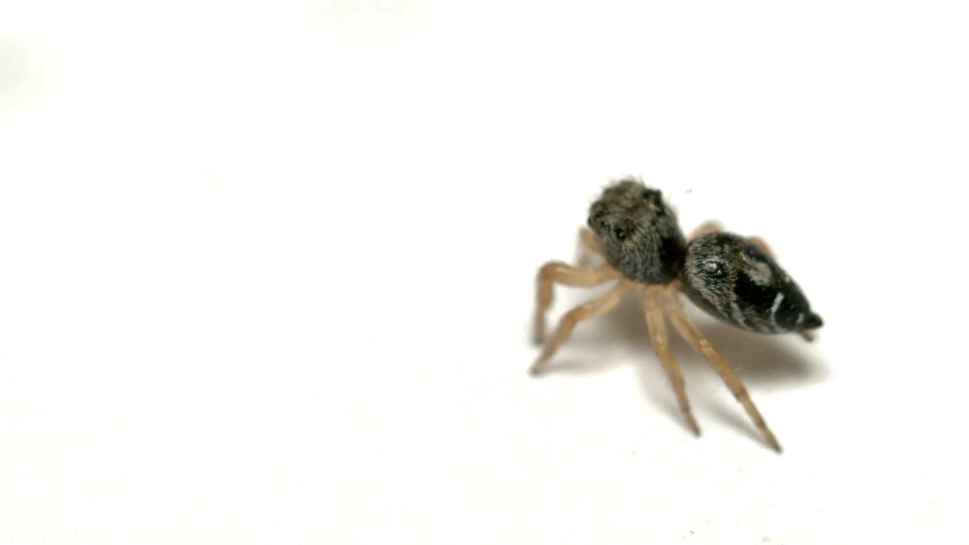 Jumping Spider Png Picture - Ant (1920x1080), Png Download