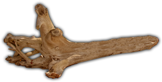 Forums - Transparent Image Of Driftwood (600x312), Png Download