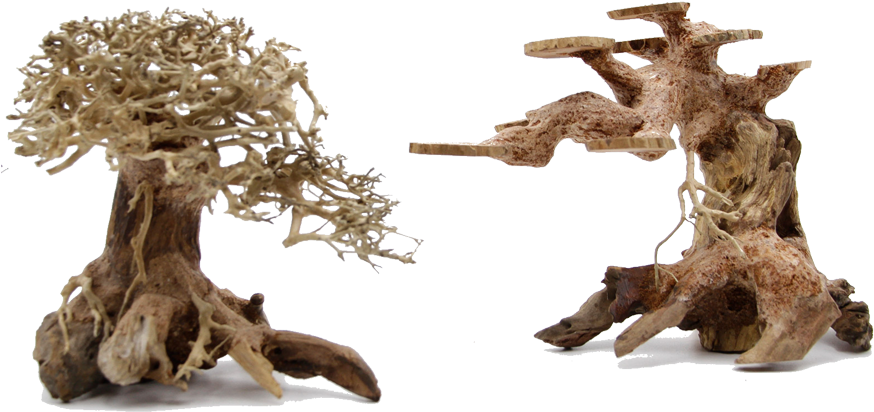 Bonsai Driftwood Canada - Canada (887x500), Png Download
