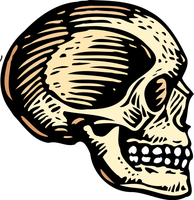 Vector Illustration Of Human Skull Head - Skull Cranium Mandible And Maxilla (679x700), Png Download