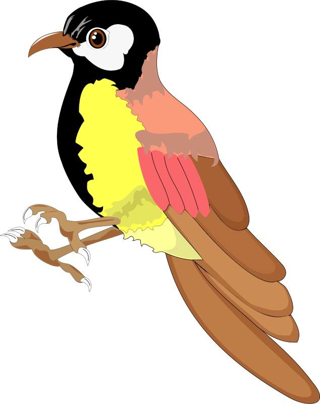 Free Vector Bird - Bird (634x800), Png Download