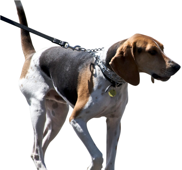 New Campaign Aims To Keep Beachgoers Out Of The Dog - Treeing Walker Coonhound (986x555), Png Download