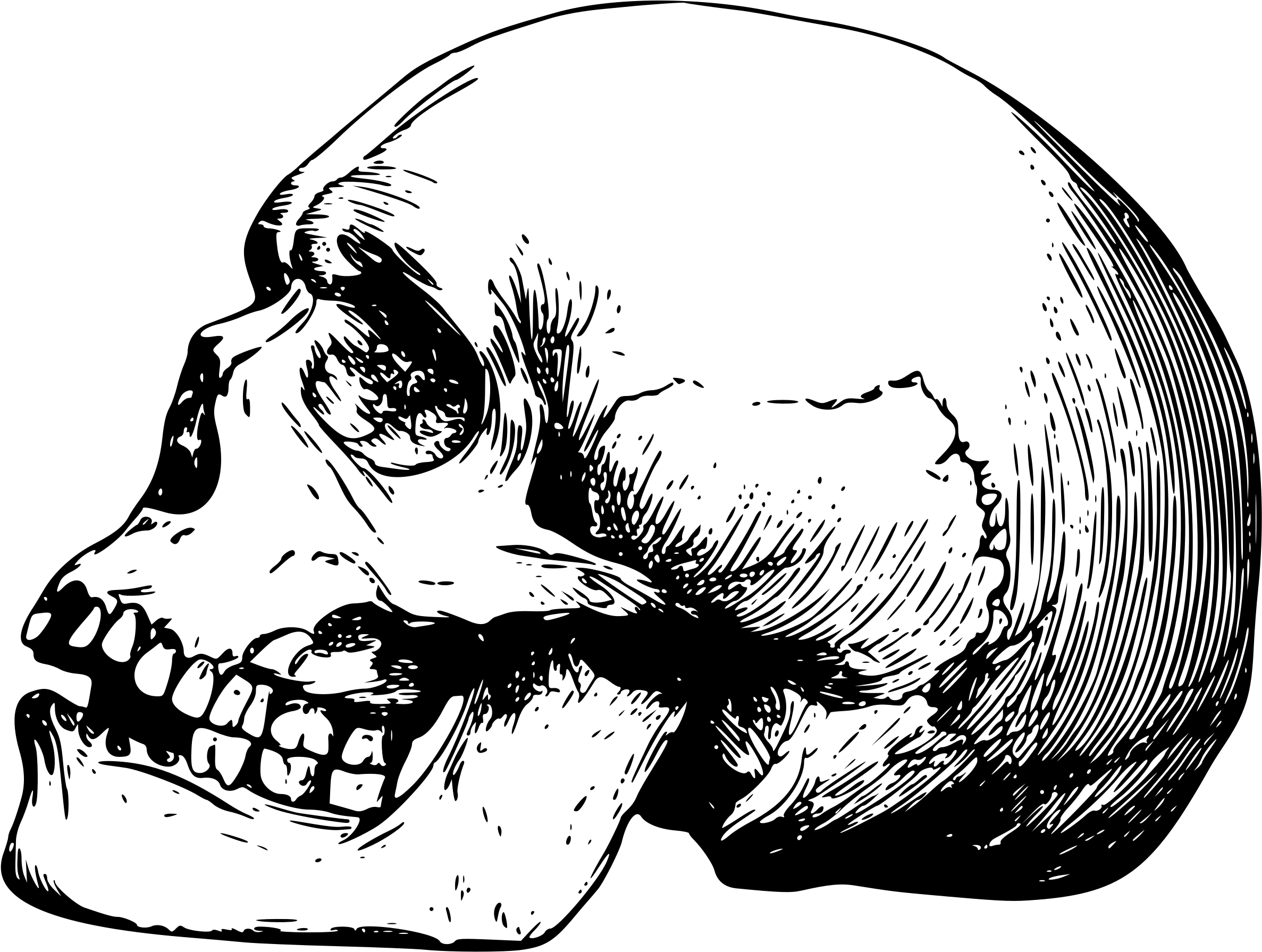 Collection Of Free Drawing Skeleton Skull Download - Skull Drawing Png (2400x1813), Png Download