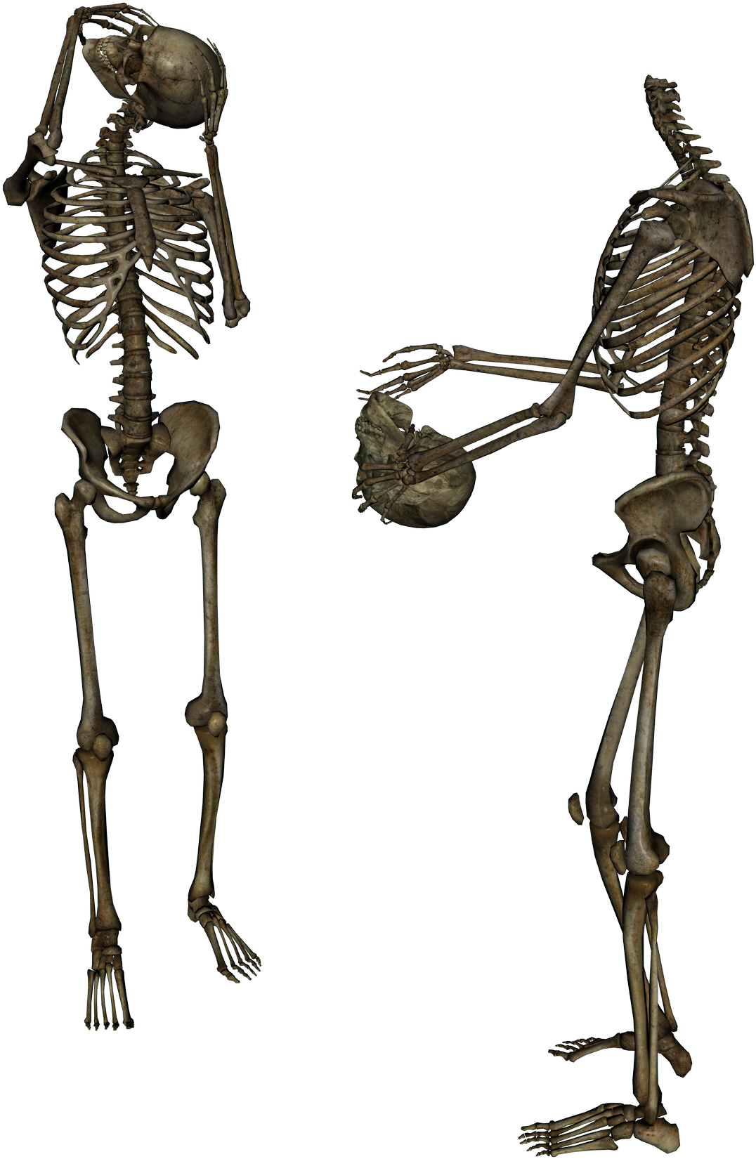 Free Icons Png - Skeleton (1500x1739), Png Download