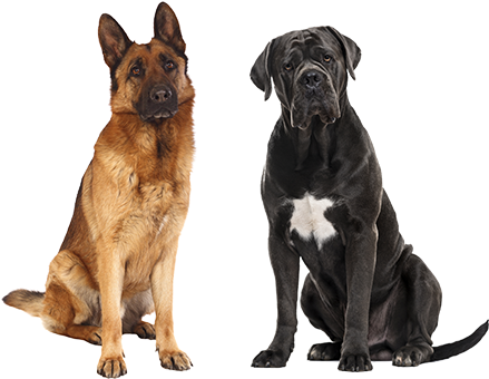 Recommended For Dog Breeds - Fbi Agent Outfit Polyvore (600x600), Png Download