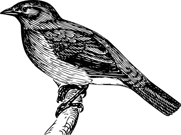 Mockingbird Clipart Hostted 2 Mockingbird Clipart - Bulbul Clipart (600x448), Png Download