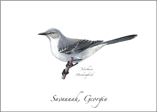 Northern Mockingbird (500x500), Png Download