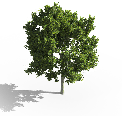 3d Plants For Cg Artists - Tree Aerial Png (390x373), Png Download