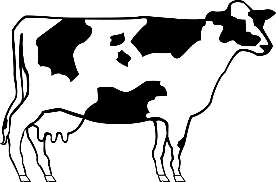 Picture Royalty Free Beef Free On Dumielauxepices Net - Simple Cow Line Art (960x634), Png Download
