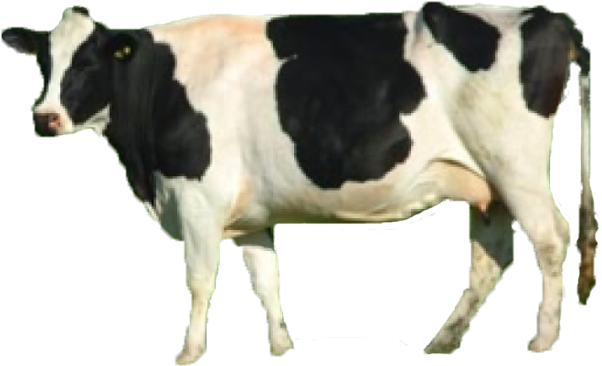 In De Bayer - Cows (700x410), Png Download