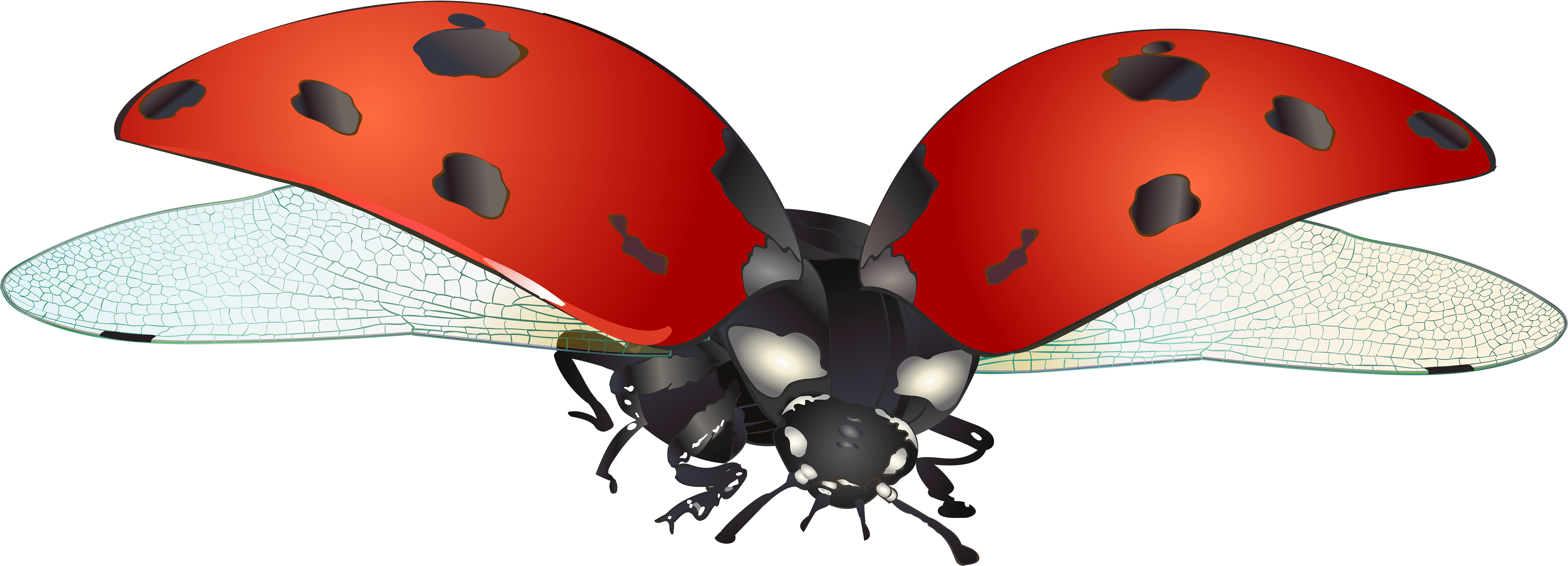Clipart Neoteric Design Inspiration Ladybug Clipart - Ladybird Png (6000x2285), Png Download