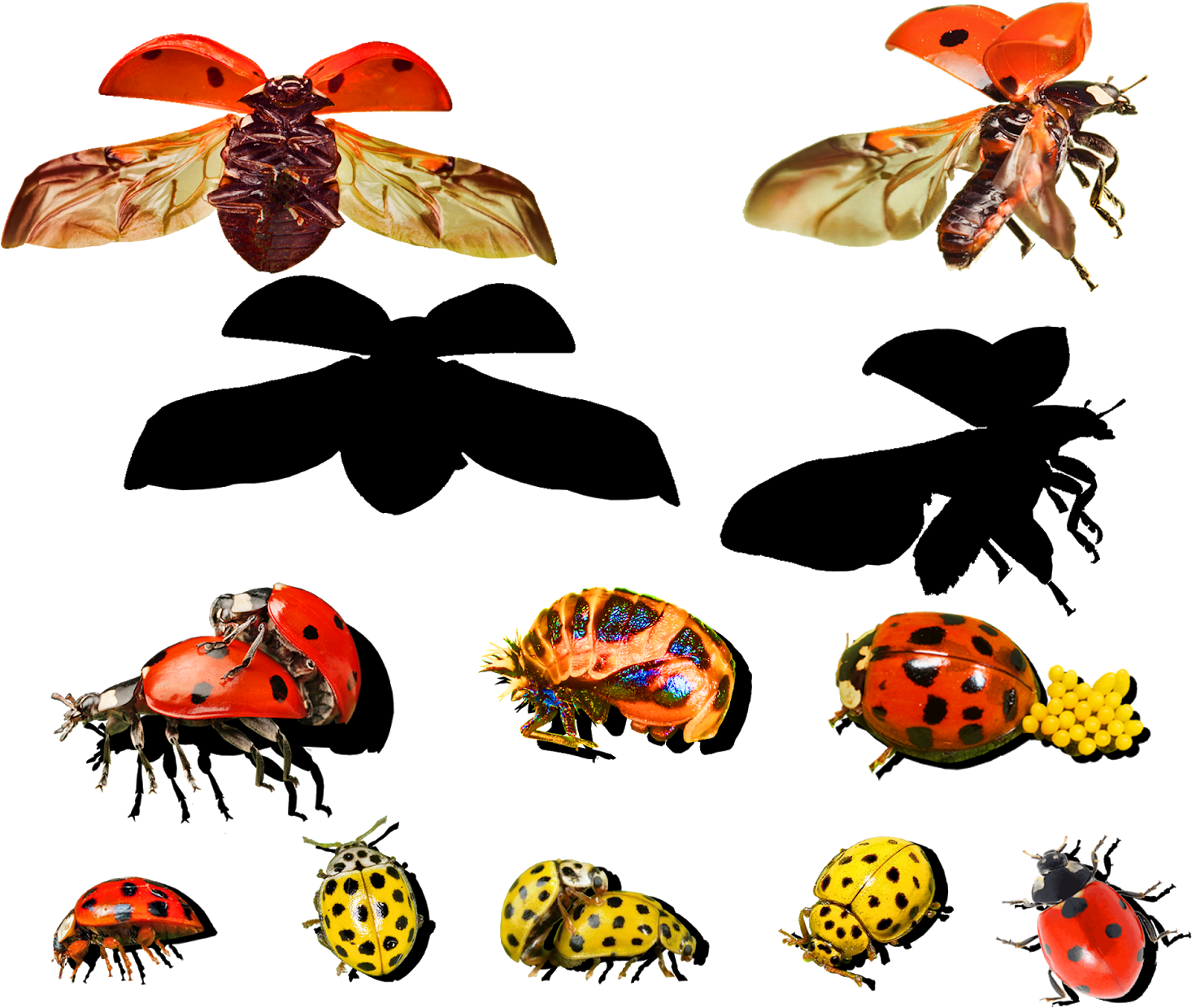 I Am Amazed At How Much Work There Is Still To Do On (1600x1327), Png Download