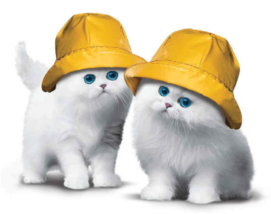 Atlanticphoto - Cat Grabs Treat (544x440), Png Download