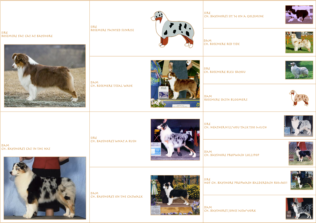 Mailo Is Standing At Stud To Approved Health Tested - Border Collie (1240x880), Png Download