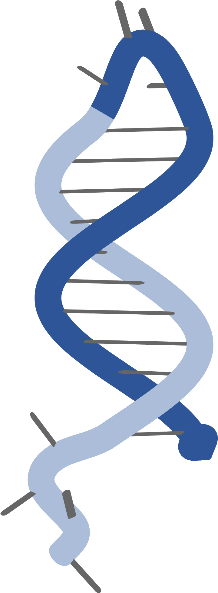 Hcr Hairpin - Graphic Design (822x2063), Png Download