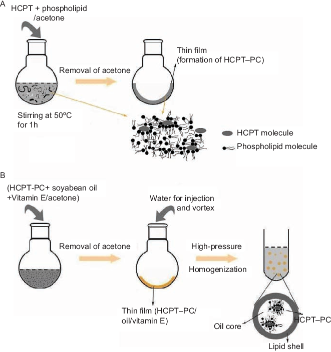 Schematic Illustration Of Formation Of Hcpt Pc And - Diagram (661x704), Png Download