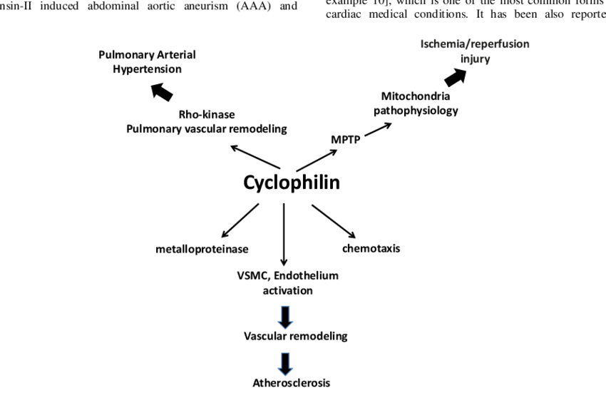 Different Isoforms Of Cyclophilin Play A Critical Role - Diagram (850x565), Png Download