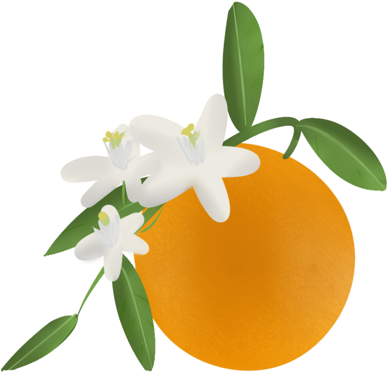 Collection Of High Quality Free - Orange Blossom Clip Art (894x894), Png Download