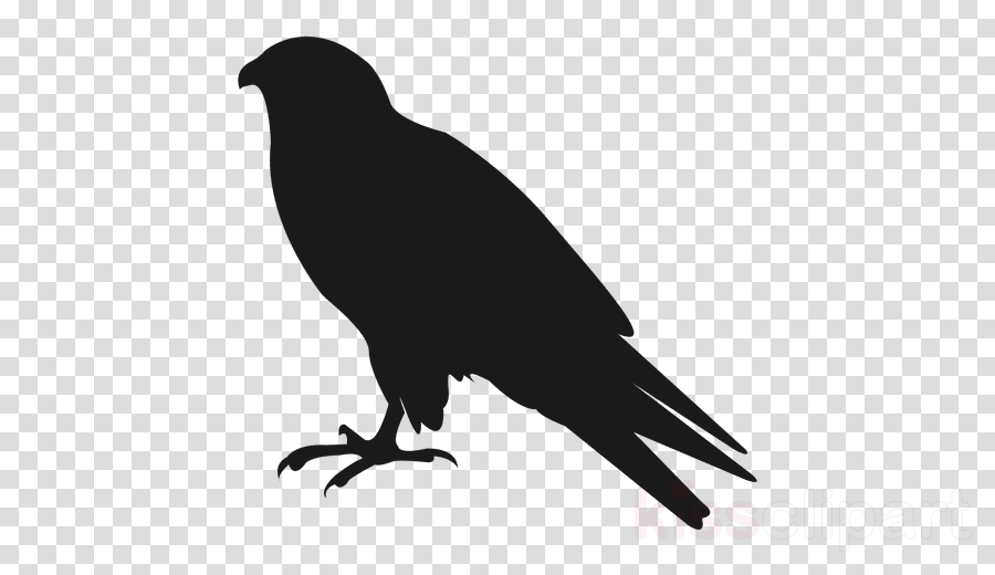 Common Raven Clipart American Crow Bird Common Raven - Clip Art (900x520), Png Download