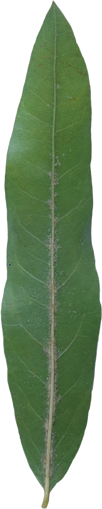 Willow Oak Leaf (600x1843), Png Download