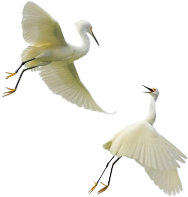 Tube Oiseau Png - Frank I Dropped The Baby (700x466), Png Download