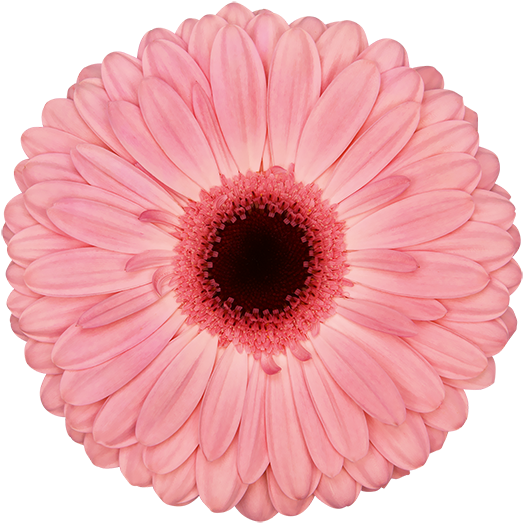 Blush Flower (600x600), Png Download