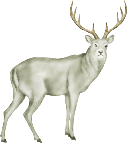 Deer - Animals Images Png Hd (427x480), Png Download