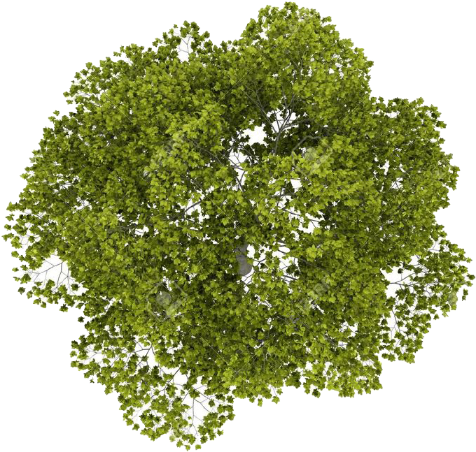 Tree Top Png Image - Watercolor Tree Plan Png (736x736), Png Download