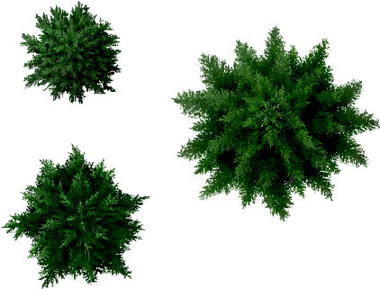 Conifers Tree - Pine Tree Plan Png (428x343), Png Download
