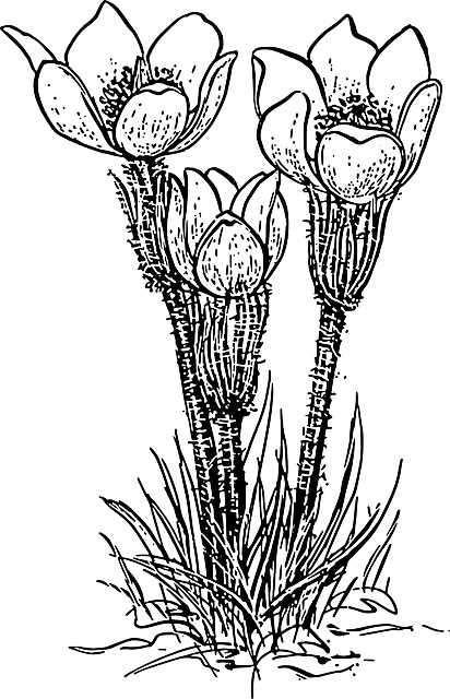Outline, Flower, Rose, Plant, Crocus - Prairie Crocus Black And White (412x640), Png Download