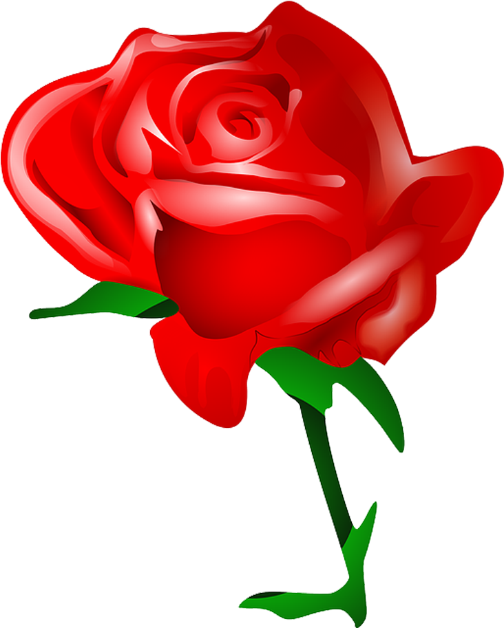 Graphic Free Stock Collection Of Single Buy Any Image - Valentines Day Roses Clipart (576x720), Png Download