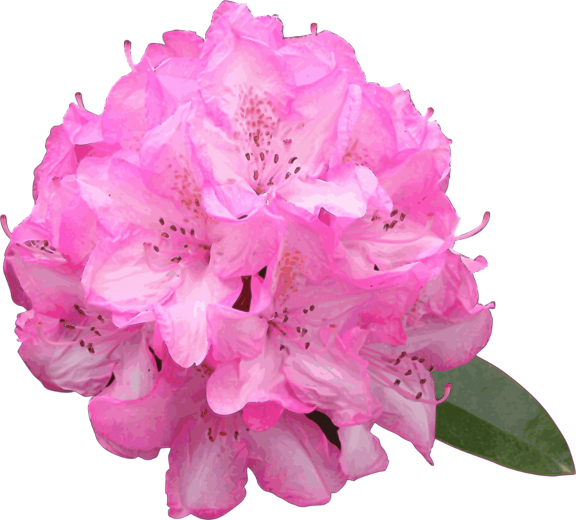 Vector Library Pacific Rhododendron Shrub Flower Free - Rhododendron Clipart (832x750), Png Download