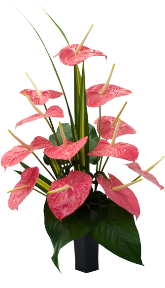 Anthuriums Hawaiian Flowers - Flower (600x600), Png Download
