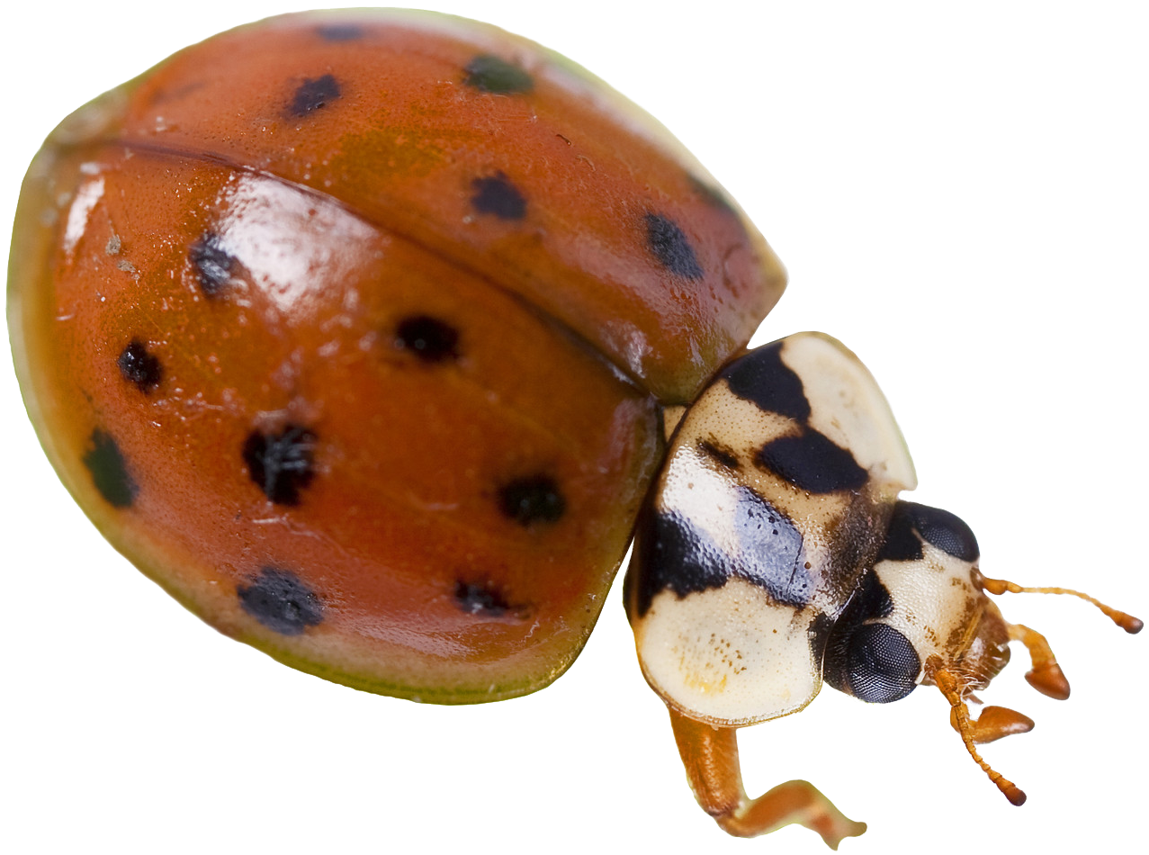 Lady-bug - Ladybird Beetle (3000x2000), Png Download