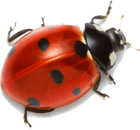 Lady Bug (450x416), Png Download