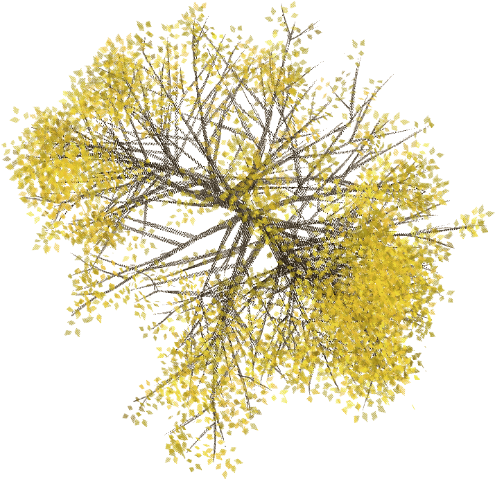 Planta Arbol Png - Arboles En Planta Png (713x799), Png Download